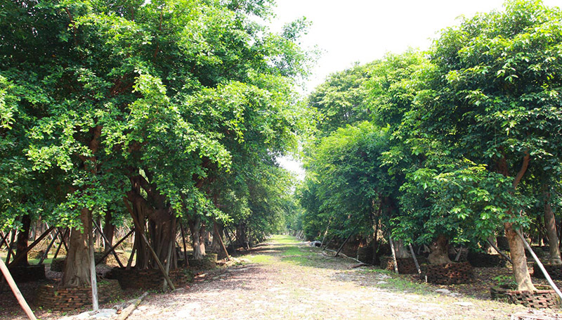 珠海经济特区园景绿化工程有限公司